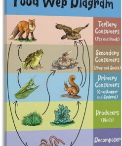 Food Web Diagram Poster, Ecosystem Chart, Science Classroom Wall Art